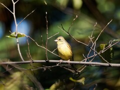 よそ見するアオジ君　四人のオフ会　昭和記念公園