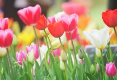 ならんだ、ならんだ、赤、白、黄色、どの花見ても綺麗だね。(^_-)-☆