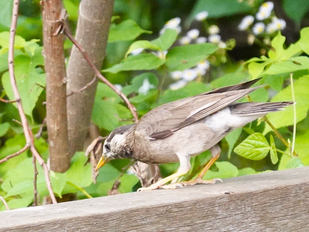 ムク子ちゃんが餌探し