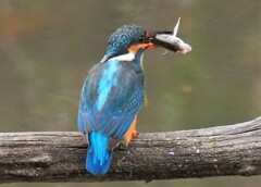 ヒャー！カメラマンのおじさん助けて―！！