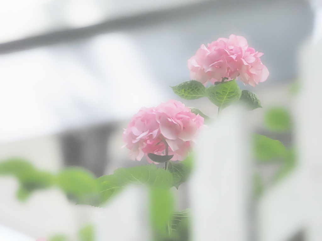 大磯の可愛い紫陽花姉妹