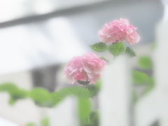 大磯の可愛い紫陽花姉妹
