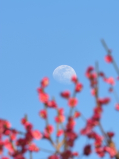 花見で一杯　昼間っから一杯出来ませんね。(笑)