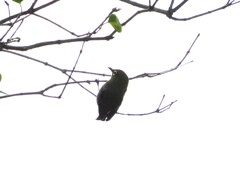 メジロちゃんが、懸垂しているよう