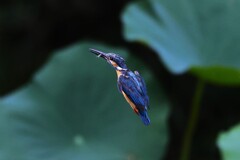 翡翠さんの飛翔　Ⅱ