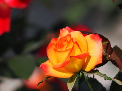 薔薇