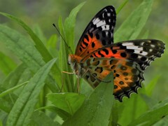 カバマダラのようです。高遠の庭より