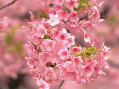 一足早く春のおとづれ　　桜