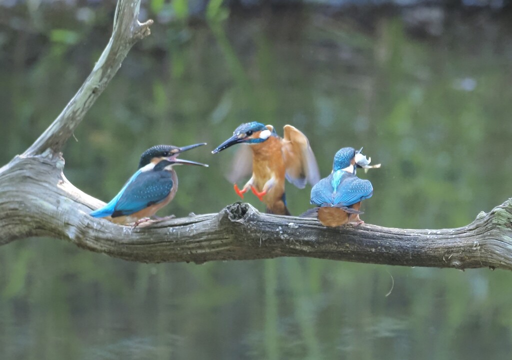 （次男）父ちゃんお帰りー　（父）ただいまー