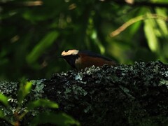 可愛いヤマガラちゃん　　高遠城址公園にて