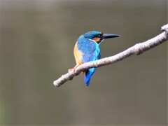 ねじれカワちゃんの飛び出し　ツー