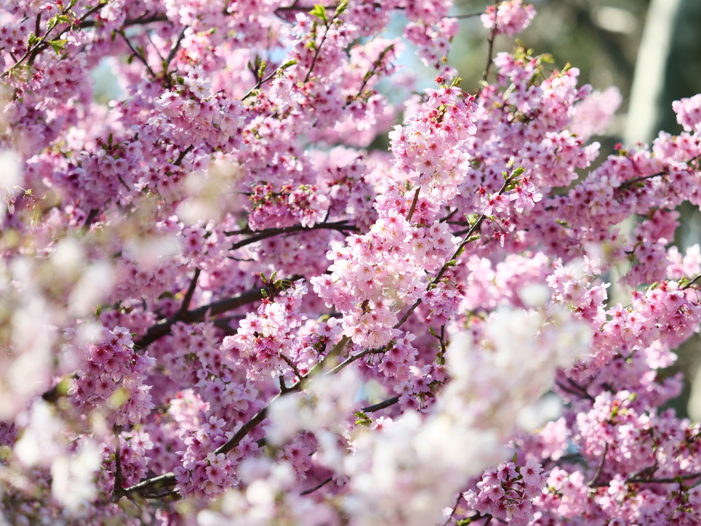 新宿御苑の桜　Ⅸ