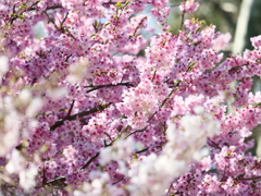 新宿御苑の桜　Ⅸ