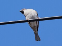 最近会わないけど、皆何処へ行ったの？　さー何処かな～（雀）