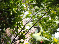 バイバイ　(^^)/~~~　　ワカケホンセイインコの物語Ⅱー５