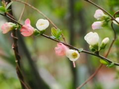 可愛いく優しく咲くボケの花
