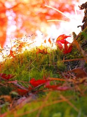 紅葉と、苔のコラボ　箕輪もみじ湖