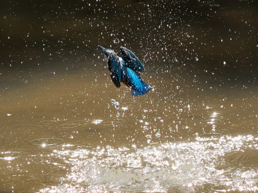 幼鳥カワちゃんの水遊び、離水　Ⅴ