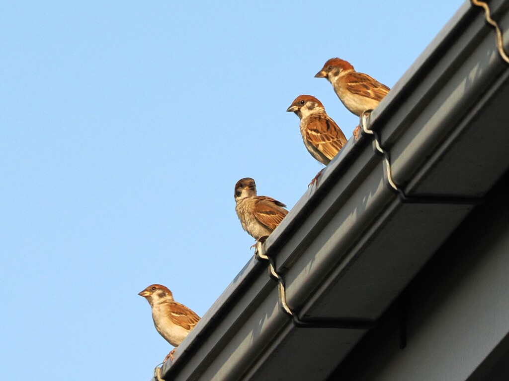 おやおや、雛ちゃんが沢山！