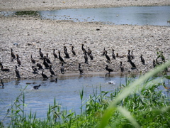 鵜の集会でしょうか？　沢山の鵜が集まって日向ぼっこしてました。