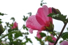 雨上がりのフヨウの花びら