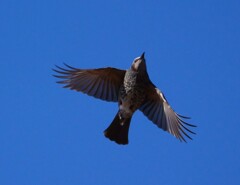 ヒヨドリの飛翔　手持ち撮影です。