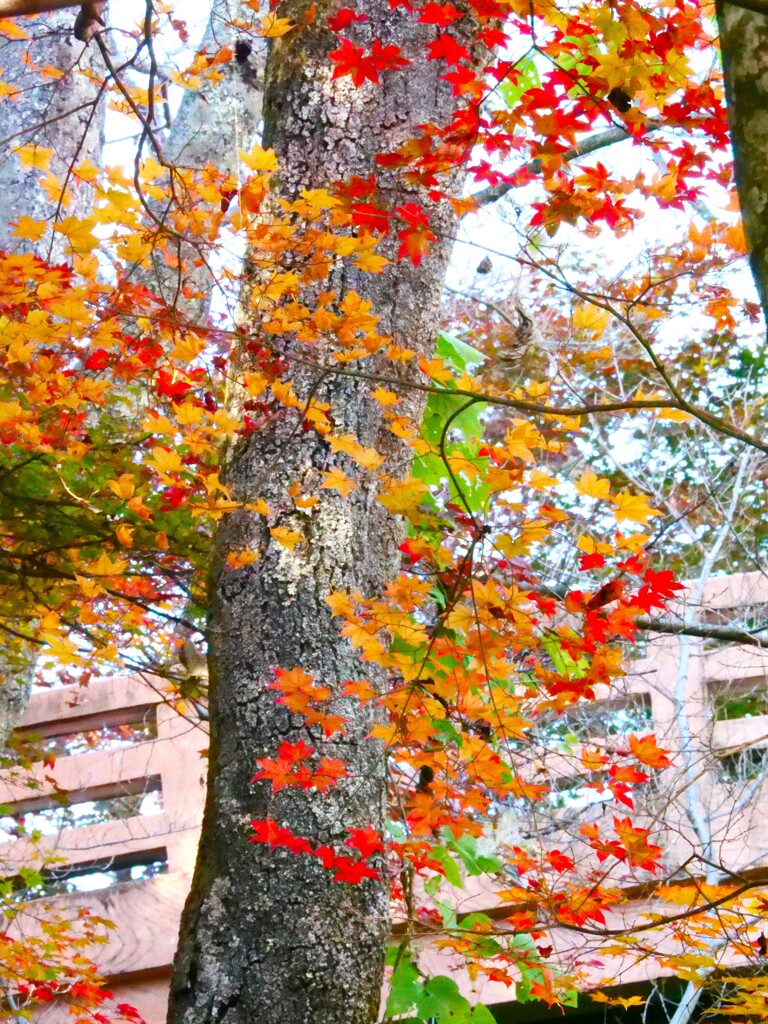 高遠城址公園の紅葉