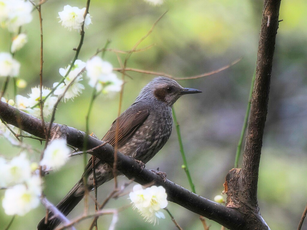 ヒヨドリさん