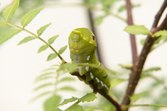 今日も元気なアゲハ蝶の幼虫ちゃん！　アンヨがかわいい
