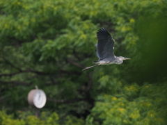 アオサギは飛んで行くⅥ