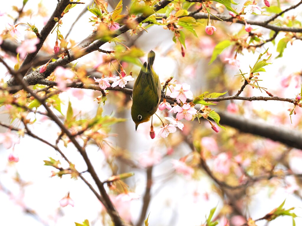 次はどれにしようかな
