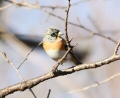 アトリさん発見　④　初めてお会いしました。