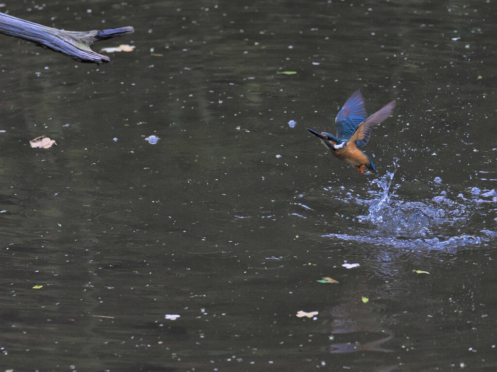 離水Ⅲ