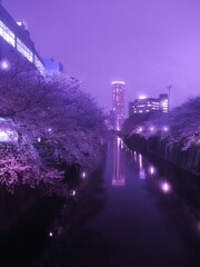 目黒川の夜桜　中目黒側を見る