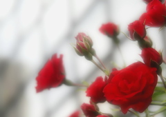 玉川高島屋の赤い薔薇