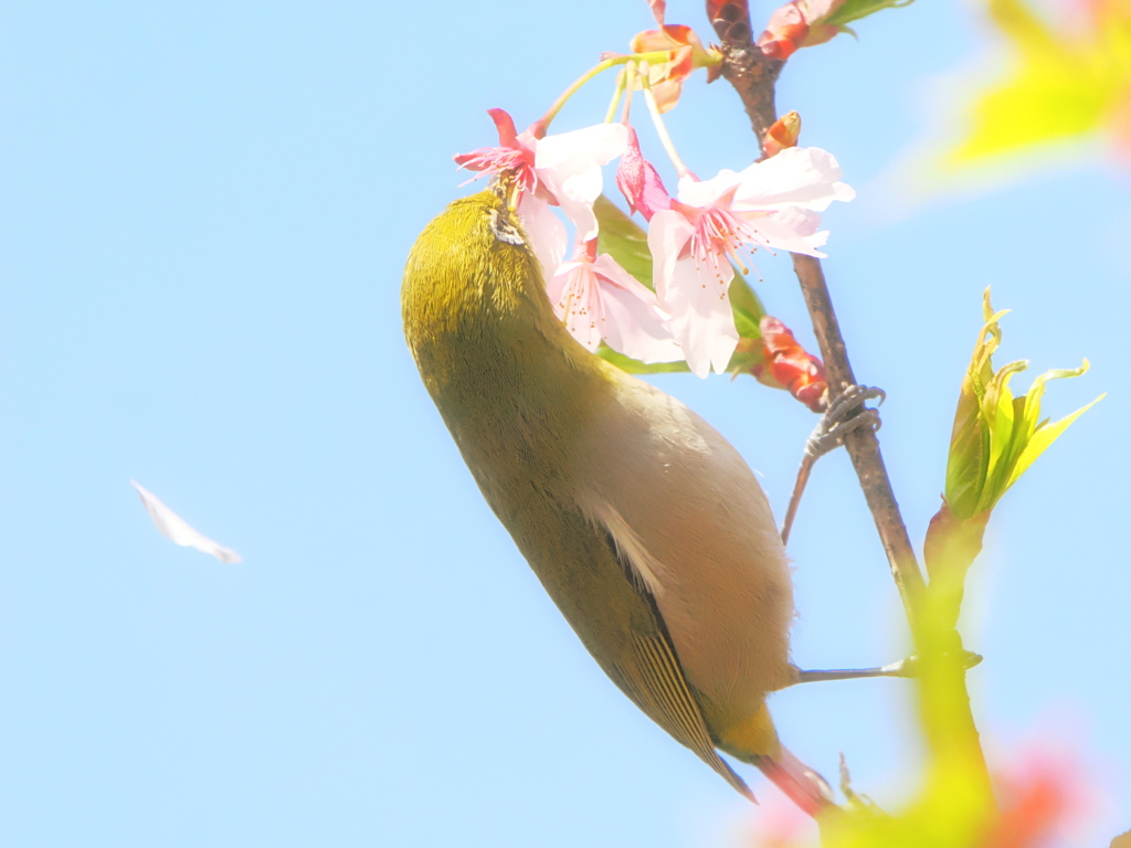 背伸びをして及蜜