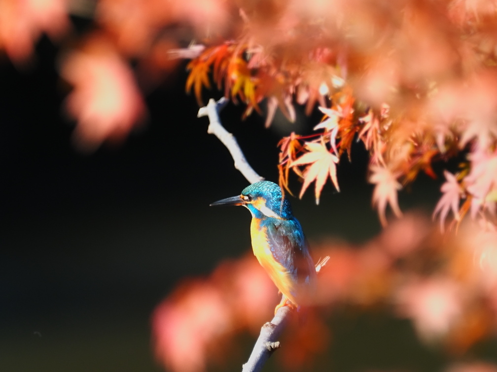 紅葉を愛でるカワちゃん