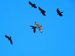 ロート製薬のワンシーン　えっ！　鳥が違うね。（笑）