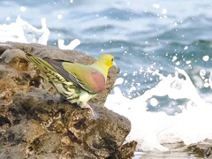 いそべぇ（アオバト）
