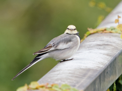 涼しくなって帰って来てくれた野鳥さん達　おっ！カメラのおじちゃんこんにちは。