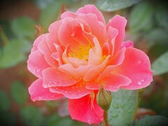 神代植物園　秋薔薇フェスタ  貴婦人の微笑み
