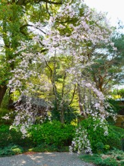 新緑とのコラボレーションが美しい枝垂れ桜