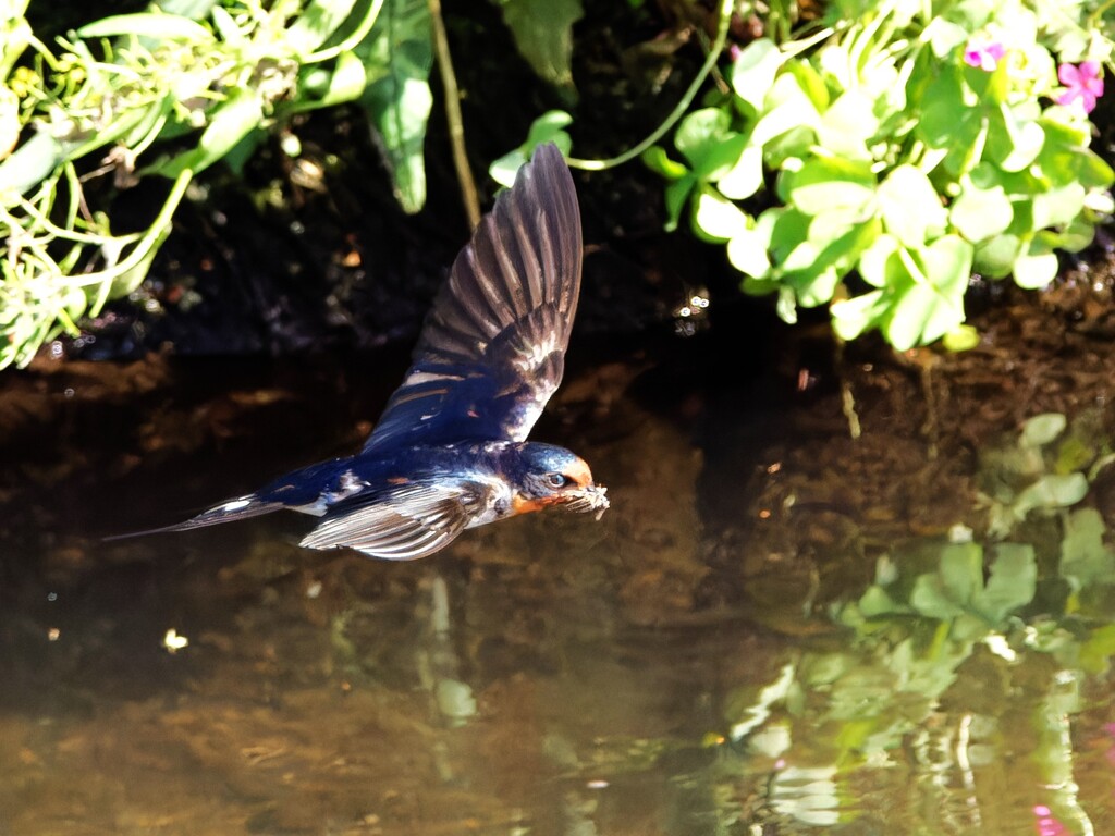 綺麗に飛翔する日本つばめ　⑰