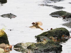 雀ちゃんの石渡り　Ⅰ