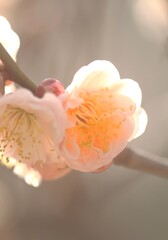 ふくよかな白梅