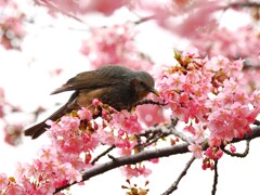 河津桜にやって来たヒヨドリさん