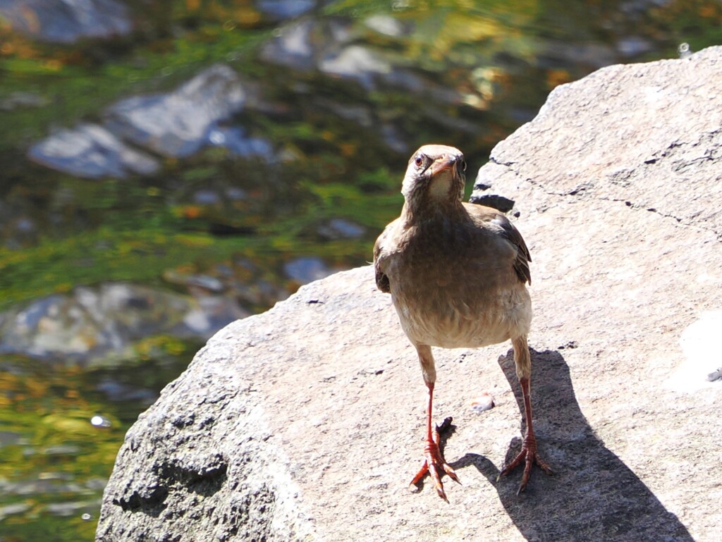 ムクちゃん、と目が合う