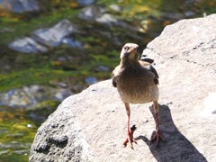 ムクちゃん、と目が合う