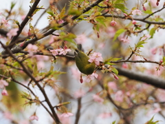 もっと奥まで美味しいお花
