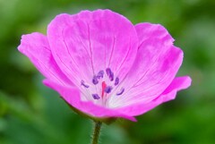 小さな花